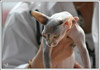 Shtourman Sphynx Cattery