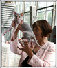 Shtourman Sphynx Cattery