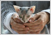 Shtourman Sphynx Cattery