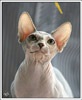 Shtourman Sphynx Cattery