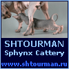 Sphynx. Shtourman sphynx cattery